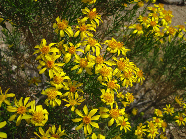 Flowers in Joshua Tree (4586)