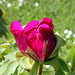 Pivoine en bouton