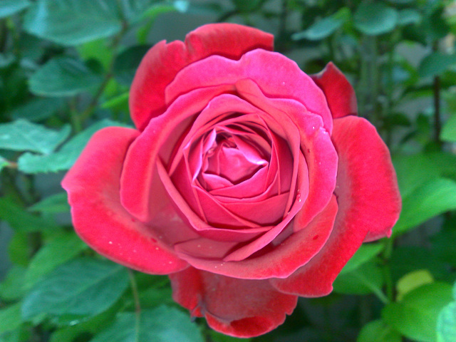 Rosa