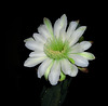 Cereus (0800)
