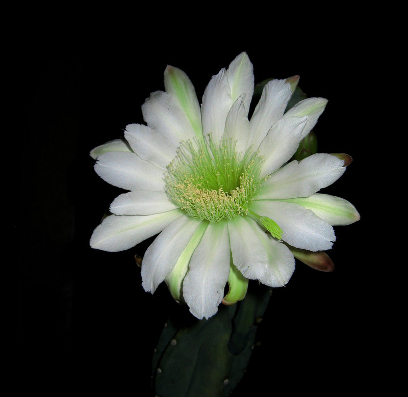 Cereus (0800)