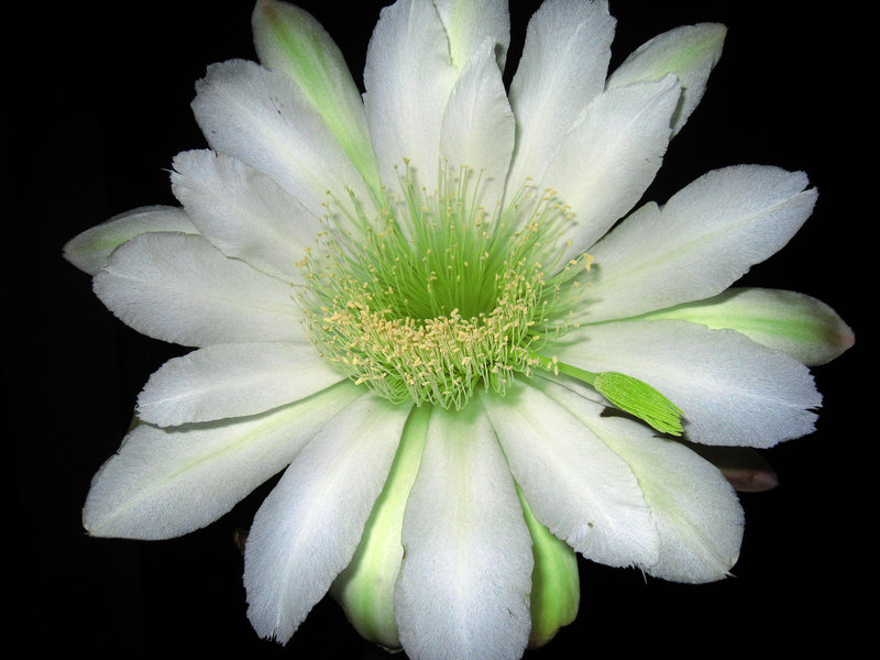 Cereus (0801)