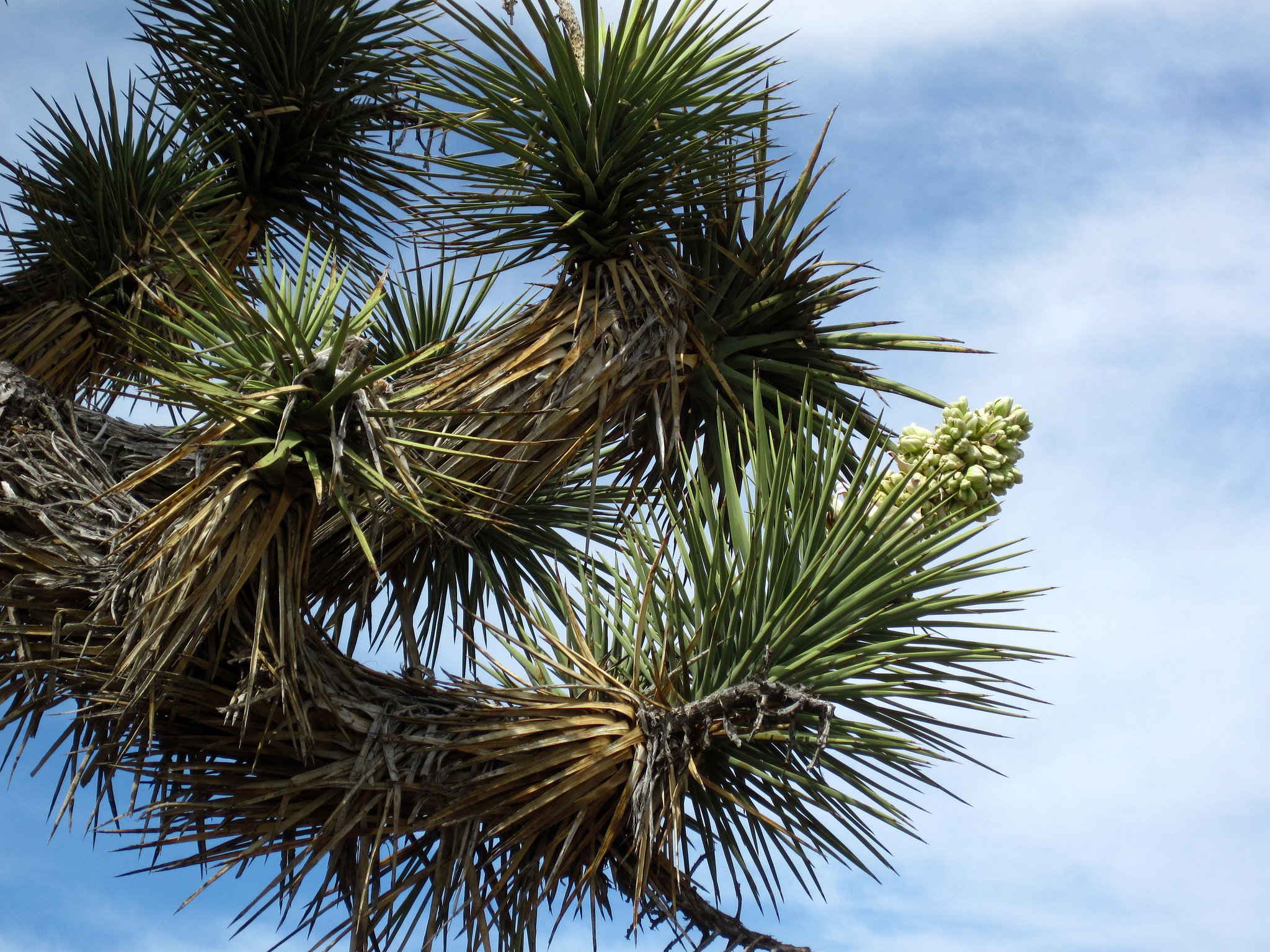 Joshua Tree Bloom (4594)