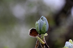 Magnolia acuminata Acci