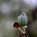 Magnolia acuminata Acci