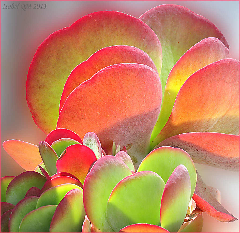 Kalanchoe luciae
