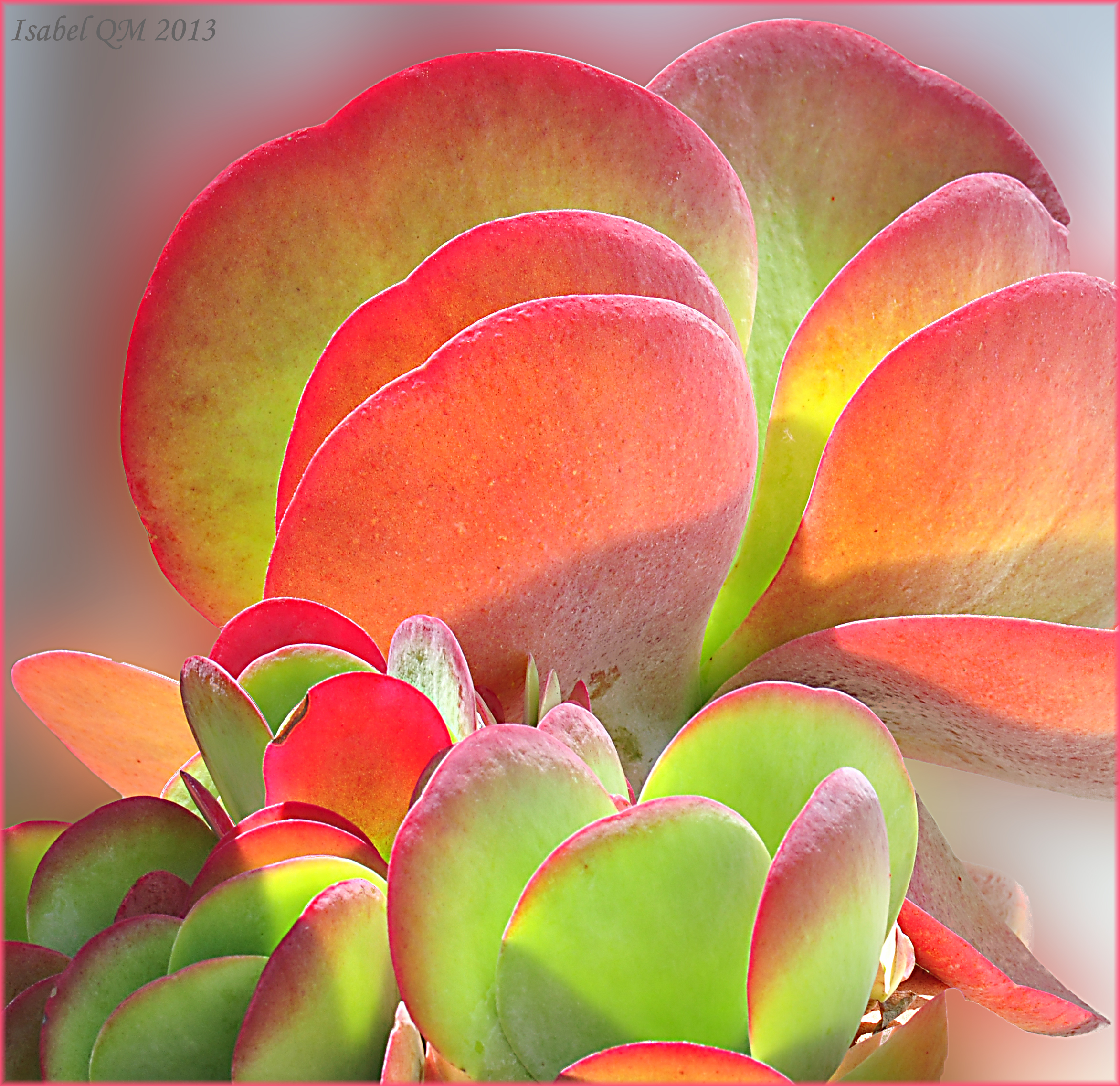Kalanchoe luciae