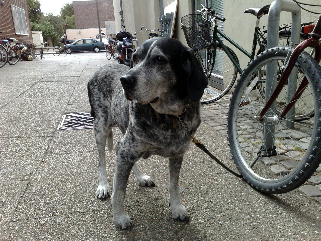 Scared dog