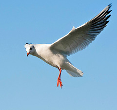 Regard d'une mouette...