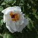 Pivoine arbustive blanche