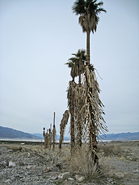 Furnace Creek Inn (2053)