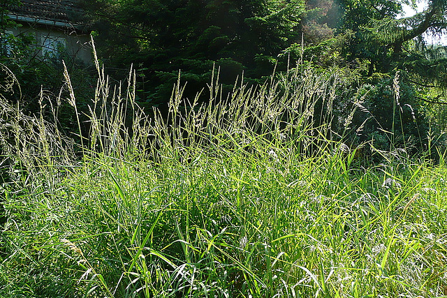 Sommermorgen vor meinem Haus - somero mateno antaû mia domo - un matin d'ete devan ma maison - summermorning in front of my house