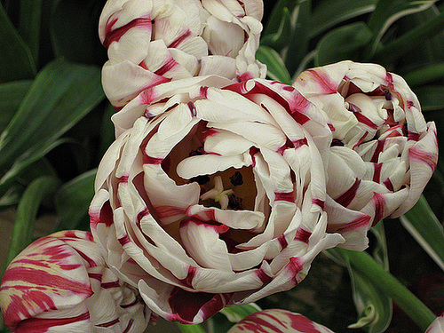 Pink and white