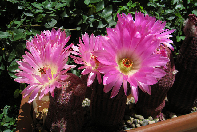 Cactus Flowers (0792)