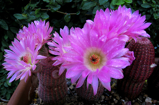 Cactus Flowers (0793)