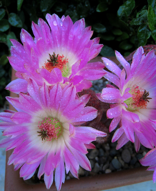 Cactus Flowers (0794)