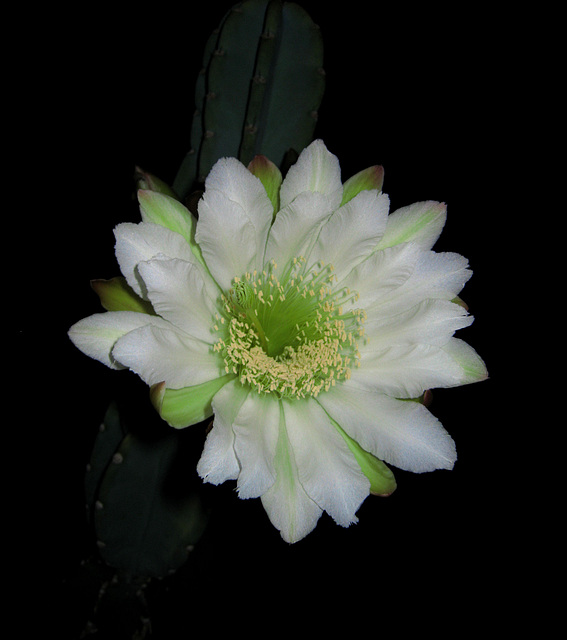 Cereus Bloom (0791)