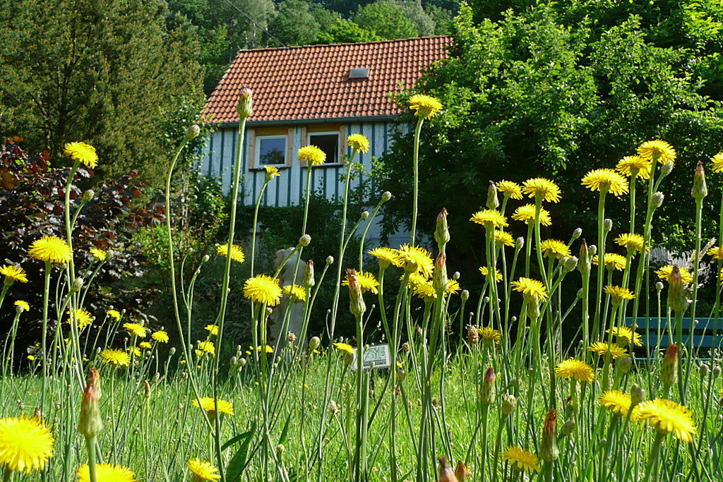 Sommermorgen vor meinem Haus - somero mateno antaû mia domo - un matin d'ete devan ma maison - summermorning in front of my house