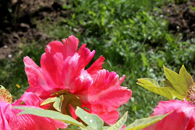 Pivoine dans le soleil (2)