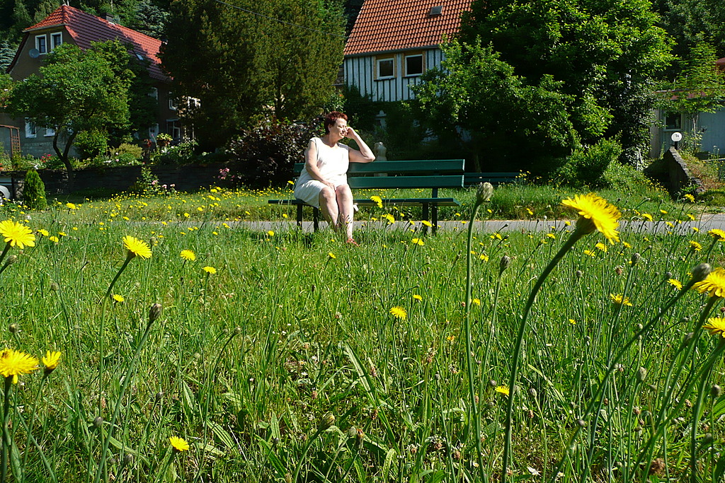 Sommermorgen vor meinem Haus - somero mateno antaû mia domo - un matin d'ete devan ma maison - summermorning in front of my house