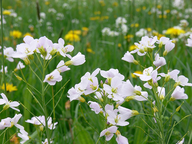 Wiesenblumen