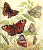 Mariposas