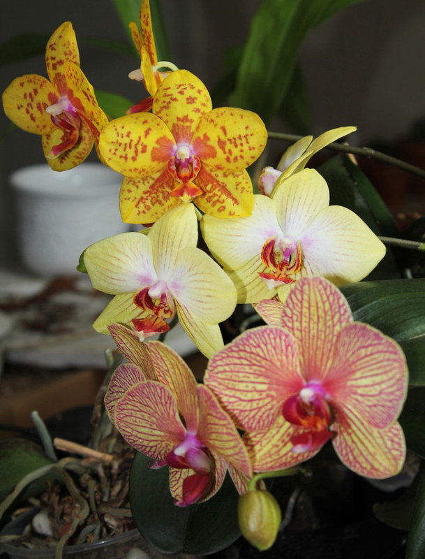 Phalaenopsis hybrides