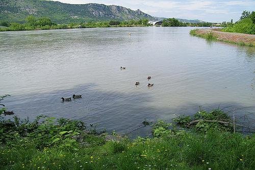 Petits canards