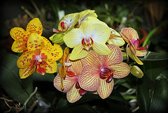 Phalaenopsis hybrides (2)