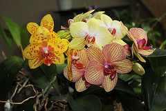 Phalaenopsis hybrides (3)
