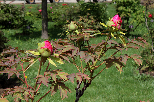 Pivoine en bouton (3)