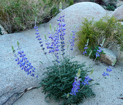 Lupine (3583)