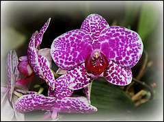 Phalaenopsis 'Wild Thing'