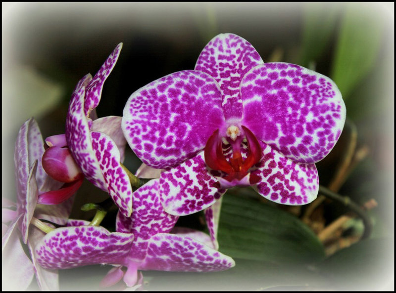 Phalaenopsis 'Wild Thing'