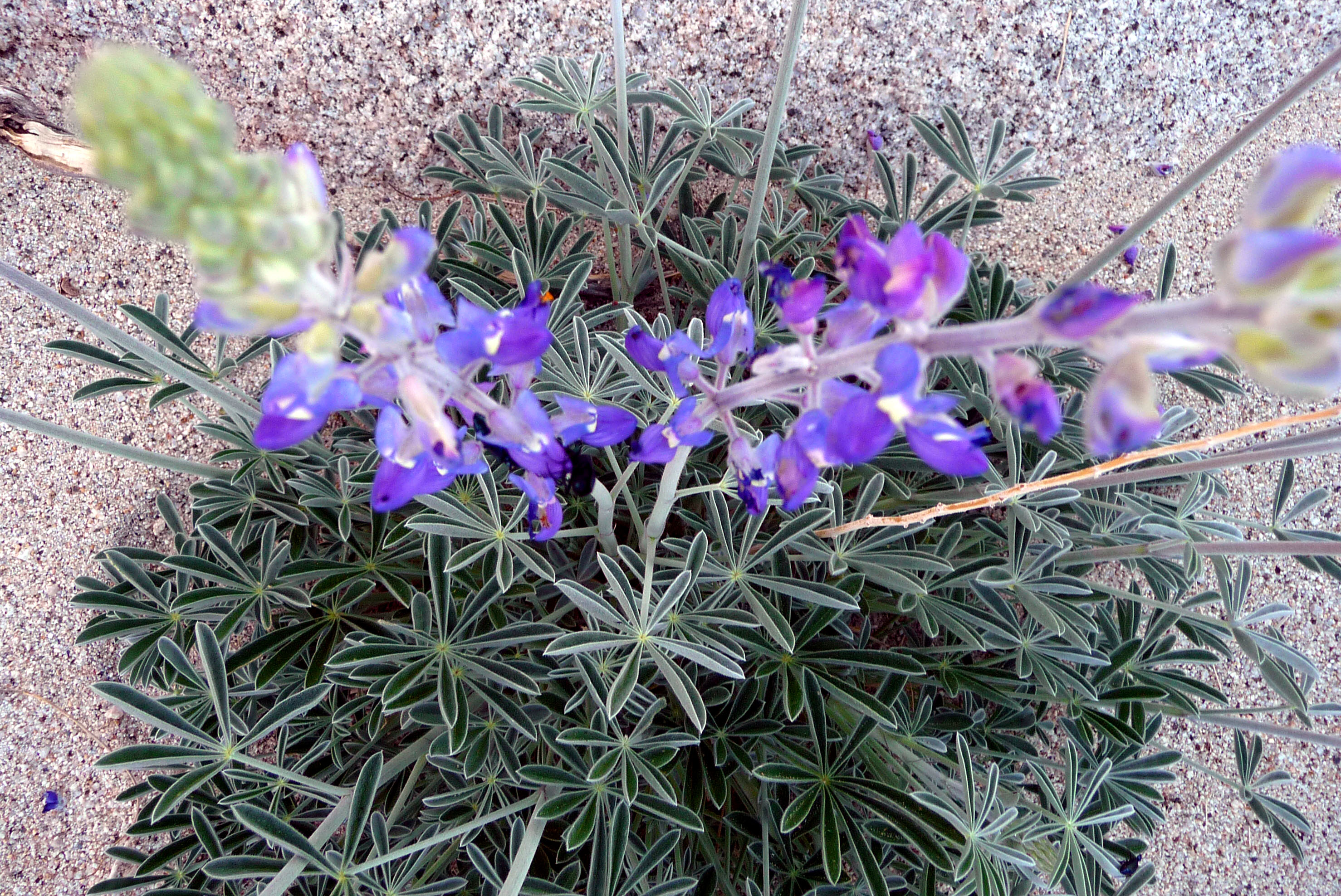 Lupine (3587)