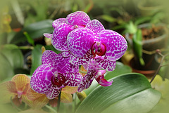Phalaenopsis 'Wild Thing' (2)