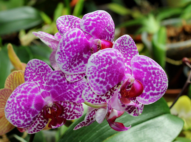 Phalaenopsis 'Wild Thing' (3)