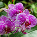 Phalaenopsis 'Wild Thing' (3)