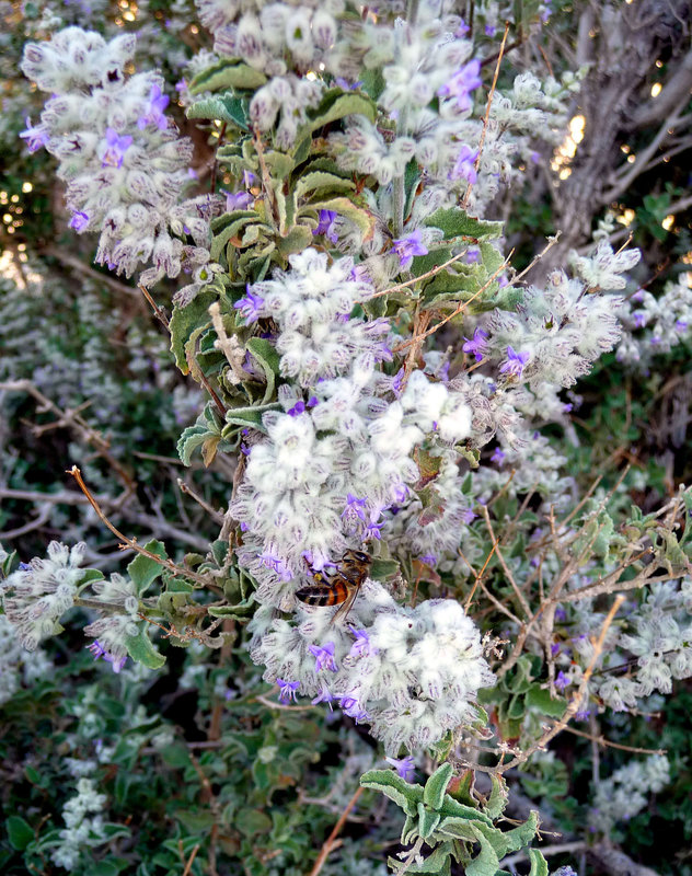 Lavender & Bee (3579)