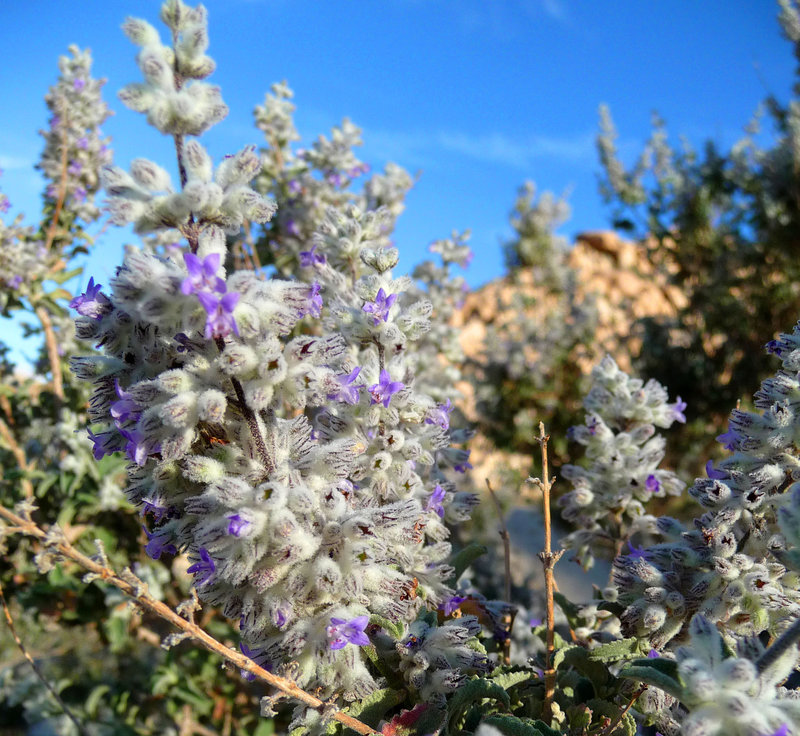 Lavender (3576)