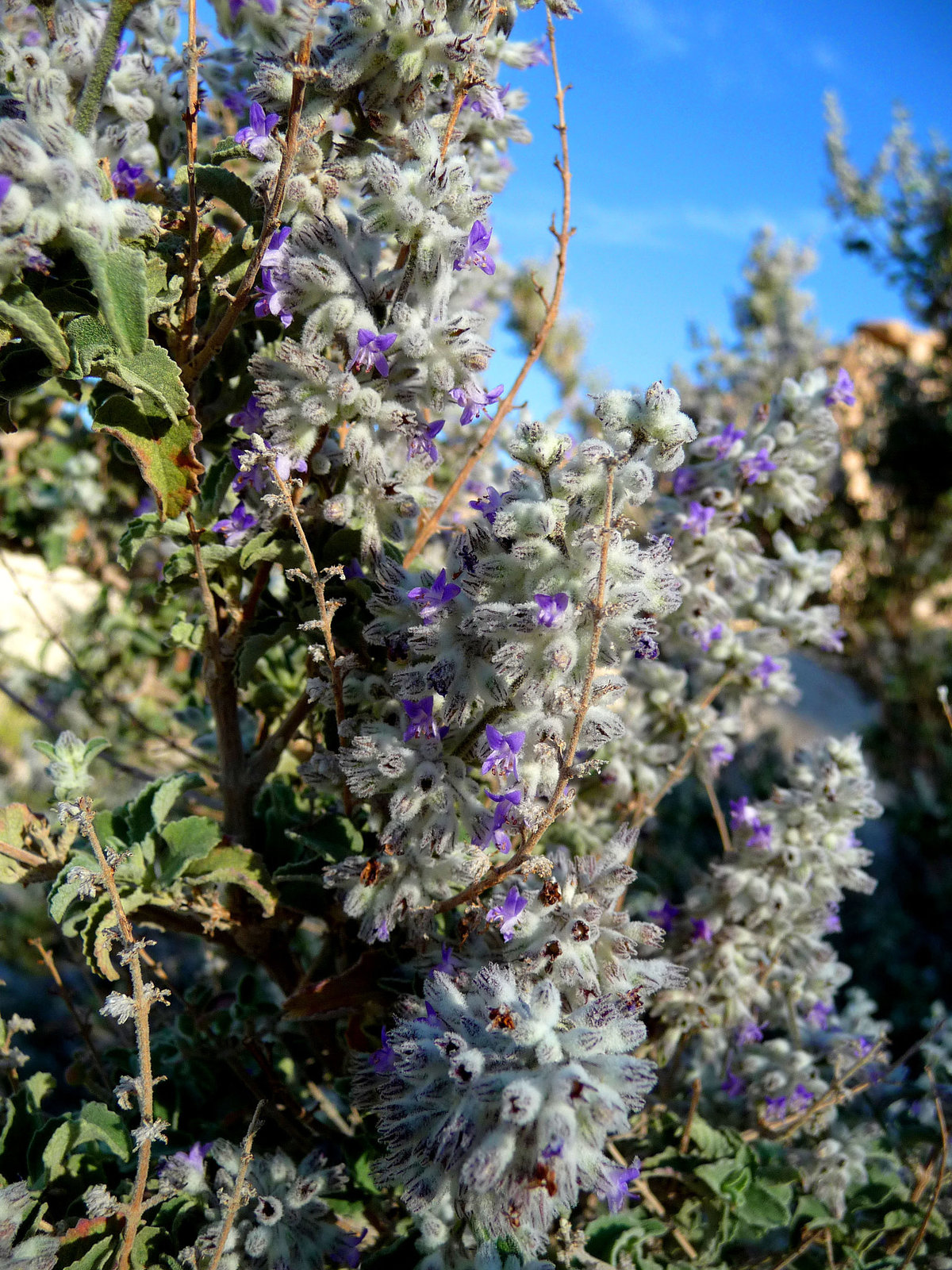 Lavender (3577)