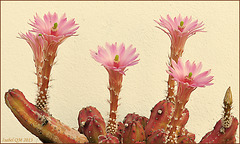 Echinocereus