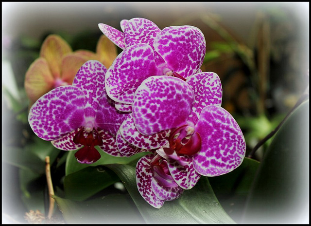 Phalaenopsis 'Wild Thing' (4)