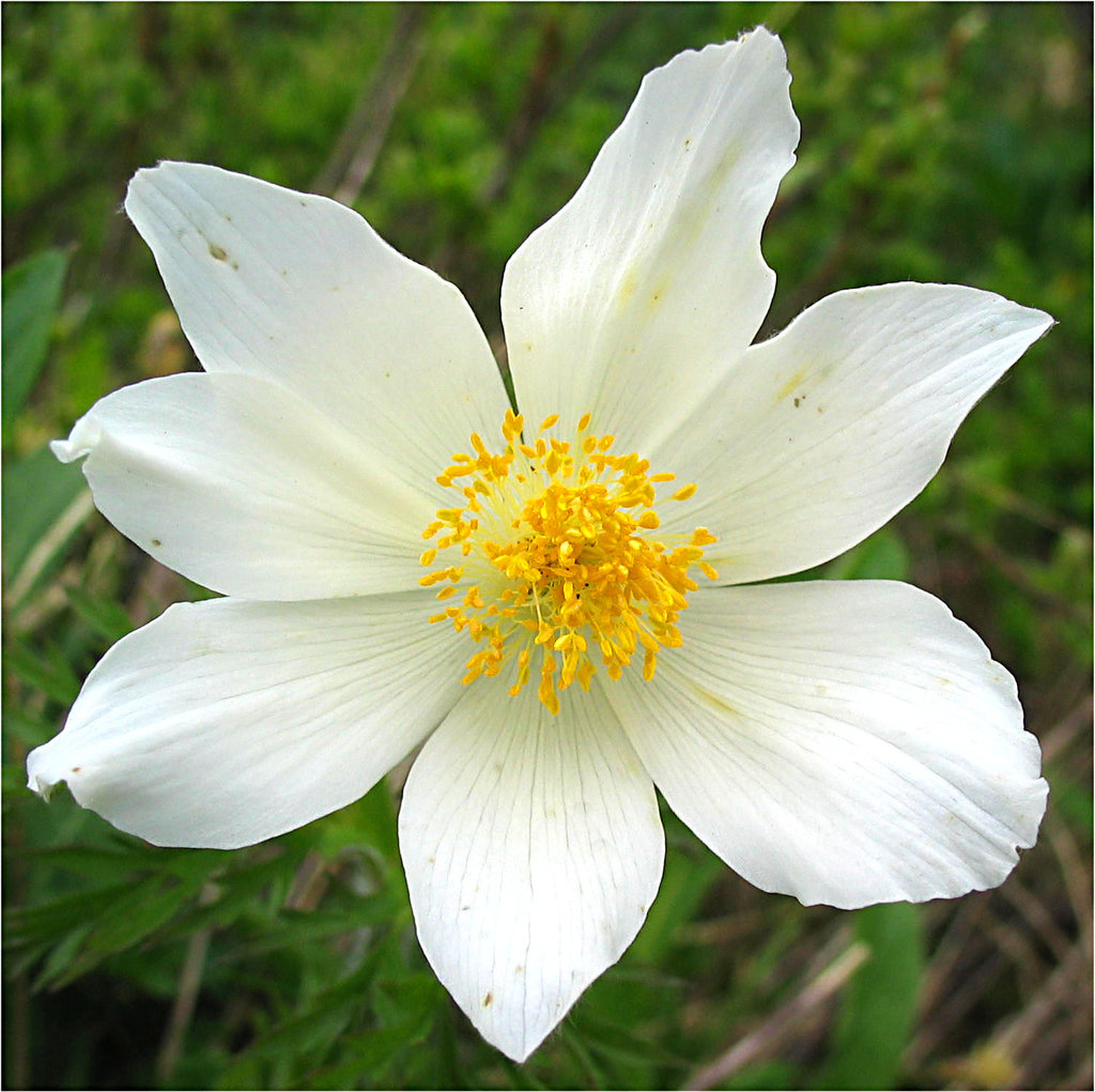 Alpenküchenschelle