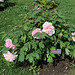 Paeonia carnea plena  (2)