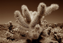 The Cholla Cactus