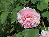 Paeonia carnea plena