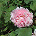 Paeonia carnea plena