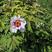 Paeonia suffruticosa papaveracea