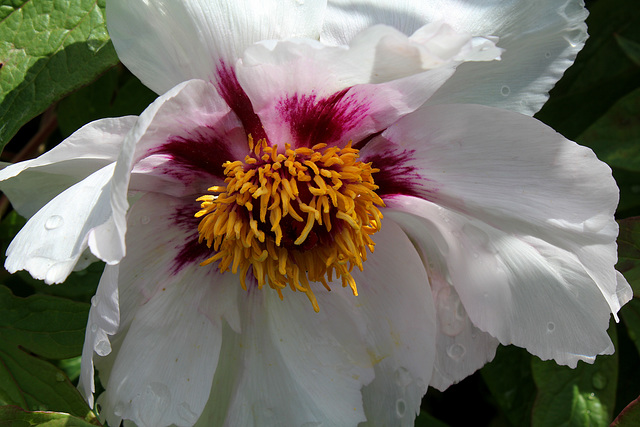 Paeonia suffruticosa papaveracea (3)